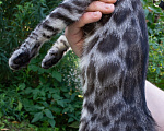Кошки в Москве: Бенгальский котёнок серебро уголь Мальчик, 50 000 руб. - фото 4