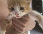 Кошки в Краснодаре: Отдадим в добрые руки Девочка, Бесплатно - фото 3