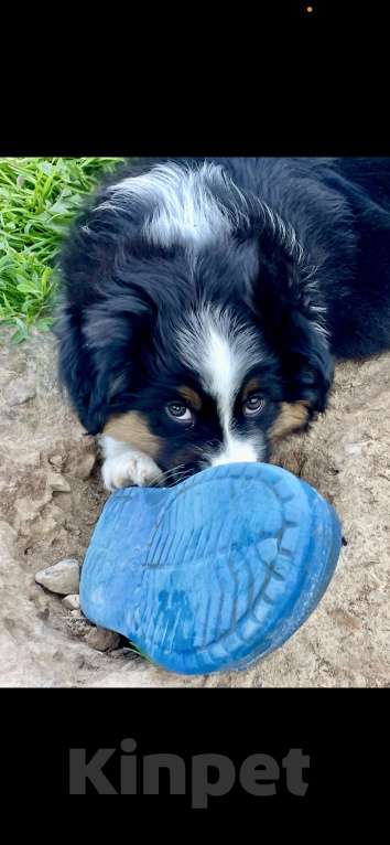 Собаки в других городах Московской области: Малыш Стич Мальчик, 40 000 руб. - фото 2