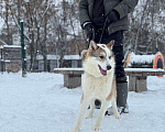 Собаки в Москве: Рокси из приюта ищет дом Девочка, Бесплатно - фото 3