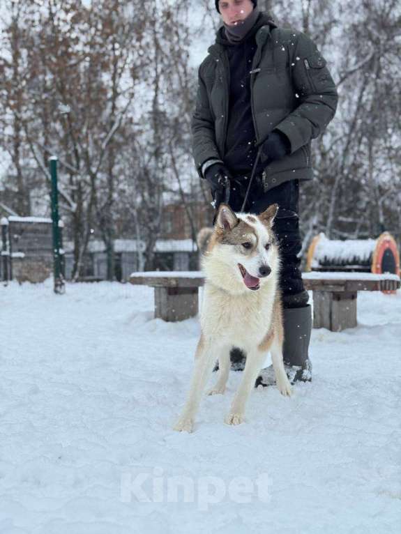 Собаки в Москве: Рокси из приюта ищет дом Девочка, Бесплатно - фото 3