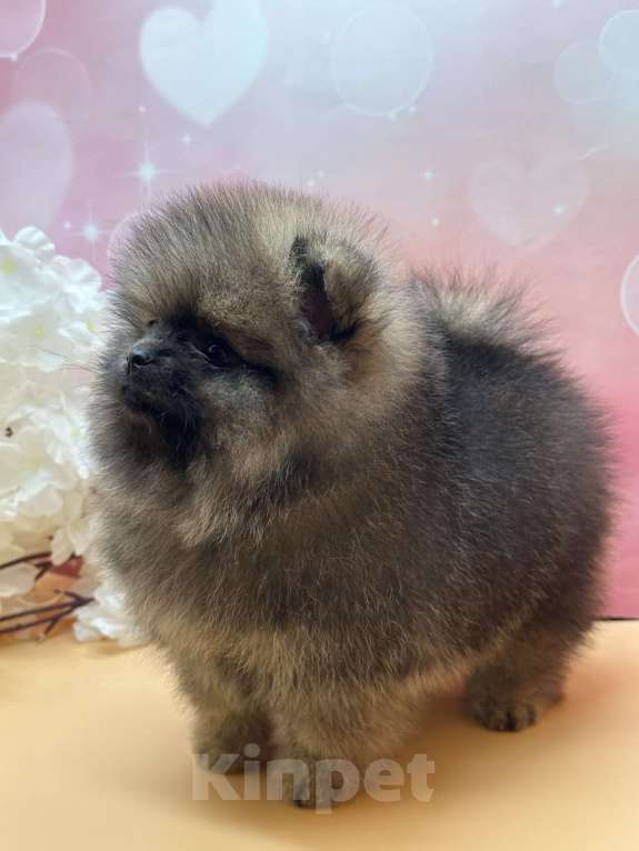 Собаки в Санкт-Петербурге: Мини шпиц Мальчик, 30 000 руб. - фото 5