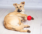 Собаки в Москве: Рыжий щенок — метис лабрадора Симба в добрые руки Мальчик, 1 руб. - фото 4
