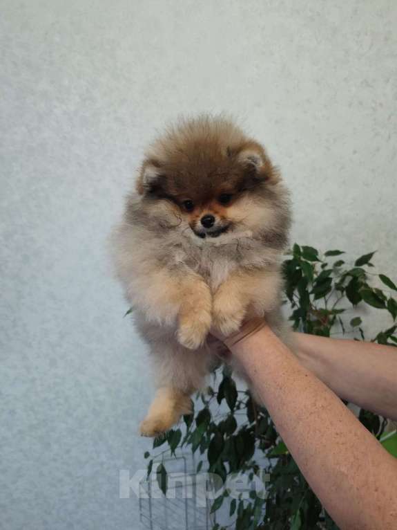 Собаки в Альметьевске: Померанский шпиц  Девочка, 60 000 руб. - фото 3