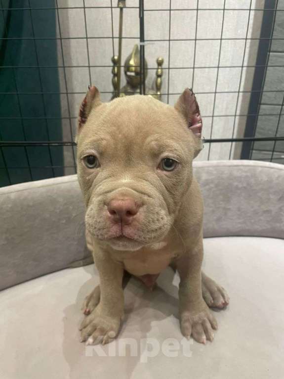 Собаки в Новосибирске: Щенки американского булли — лилак, голубые, тигровый Разнополые, Бесплатно - фото 5