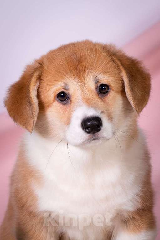 Собаки в Москве: Продам щенка вельш корги пемброк Девочка, 70 000 руб. - фото 2