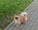 Собаки в Перми: Вязка, 1 000 руб. - фото 5