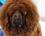 Собаки в Москве: Щенки тибетского мастифа и ВЯЗКА, 35 000 руб. - фото 8
