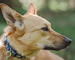 Собаки в Клине: Миниатюрная, ласковая Кнопочка в добрые руки Девочка, Бесплатно - фото 5