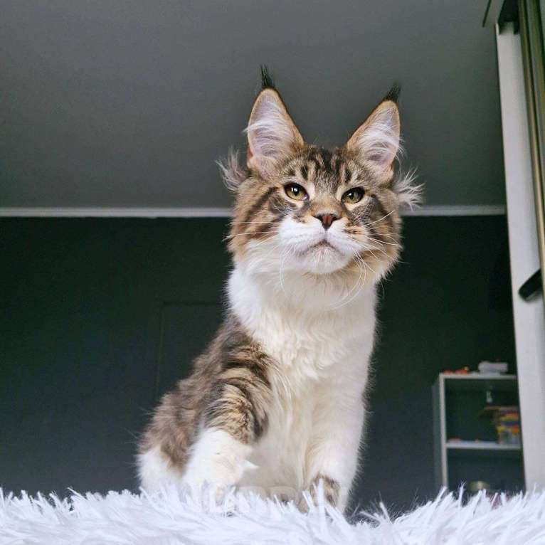 Кошки в Москве: Котенок мейн кун Мальчик, 80 000 руб. - фото 2