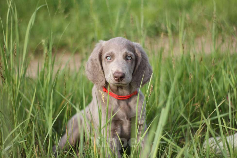 Собаки в Москве: Веймаранер длинношерстный Девочка, Бесплатно - фото 3