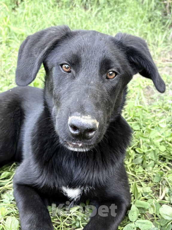 Собаки в других городах Краснодарского края: Уникальный щенок «ризеновчарик» мальчик Джекки  Мальчик, 1 000 руб. - фото 8