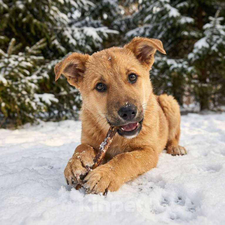 Собаки в Москве: щенок Адель в добрые руки Девочка, Бесплатно - фото 3