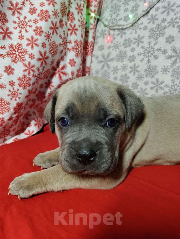 Собаки в других городах Краснодарского края: Кане-Корсо, щенок Девочка, 25 000 руб. - фото 8