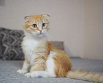 Кошки в Москве: Кошка Орнела ищет дом Девочка, Бесплатно - фото 1