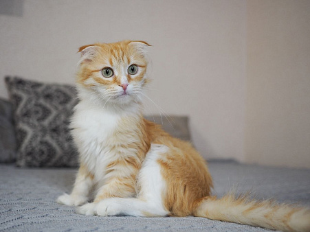 Кошка Орнела ищет дом