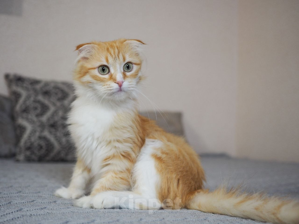 Кошки в Москве: Кошка Орнела ищет дом Девочка, Бесплатно - фото 1