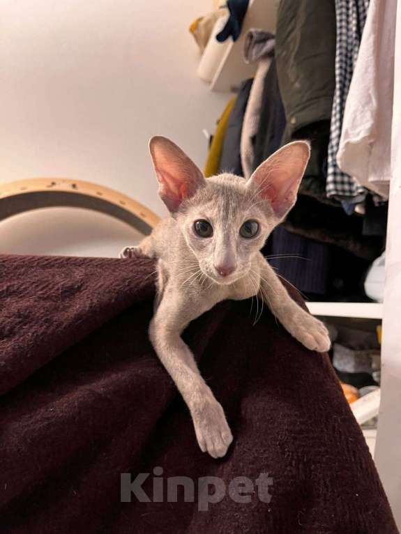 Кошки в Москве: Ориентальный котенок Девочка, Бесплатно - фото 1