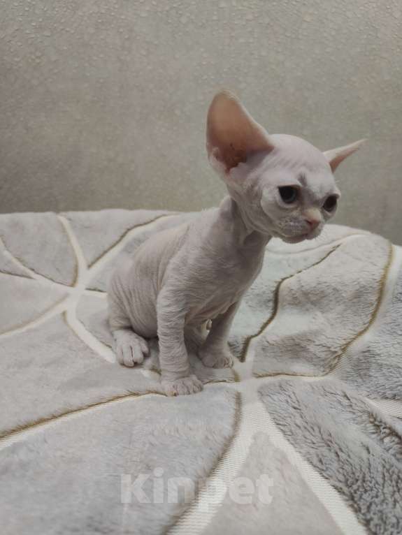 Кошки в Москве: Питомник предлагает котёнка Девон-Рекс Мальчик, 55 000 руб. - фото 7