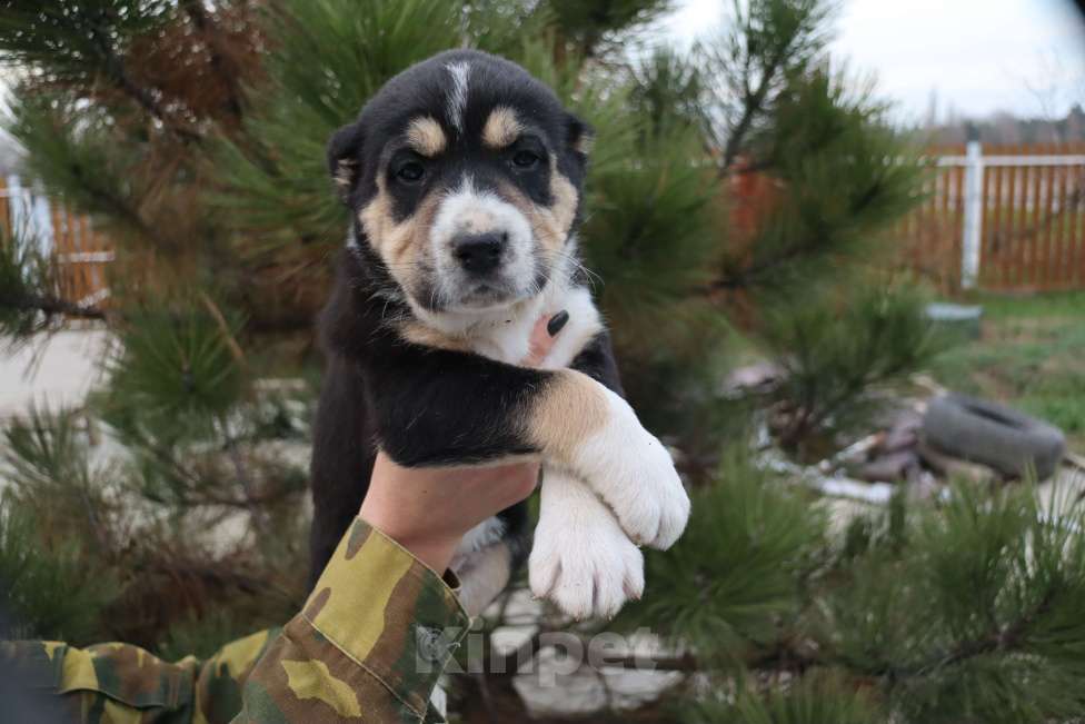Собаки в Краснодаре: Щенок САО Девочка, 60 000 руб. - фото 1