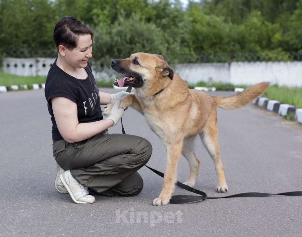 Собаки в Москве: Хана: звезда, которая ждет своего часа!  Девочка, Бесплатно - фото 7