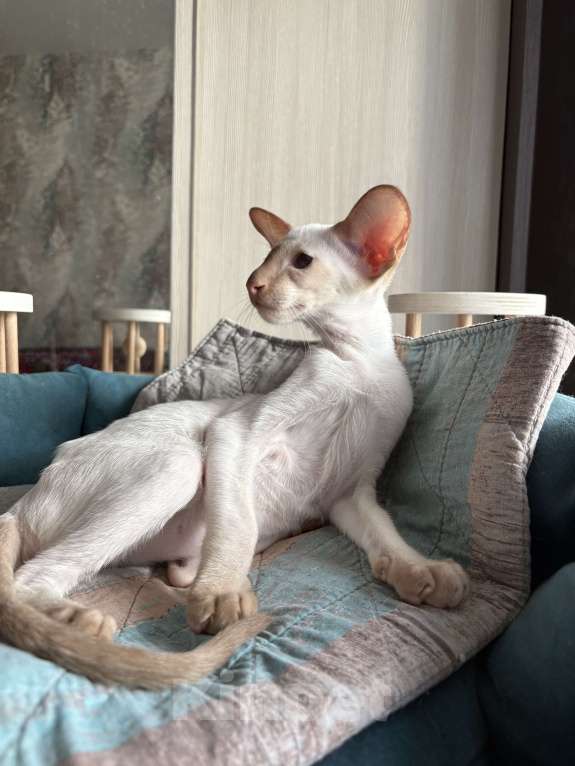 Кошки в Казани: Ориентальные котята  Мальчик, 65 000 руб. - фото 3