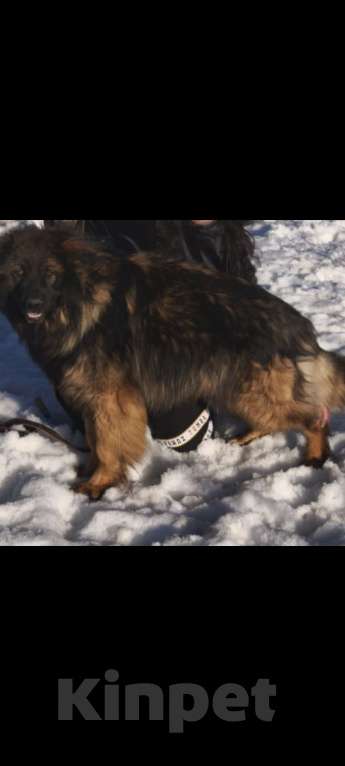 Собаки в Кировграде: Щенки немецкой овчарки длинношёрстные Девочка, 15 000 руб. - фото 4
