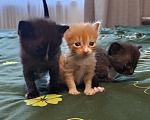Кошки в Москве: Котёнок в добрые руки Мальчик, Бесплатно - фото 4