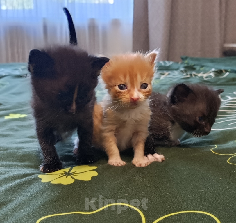 Кошки в Москве: Котёнок в добрые руки Мальчик, Бесплатно - фото 4