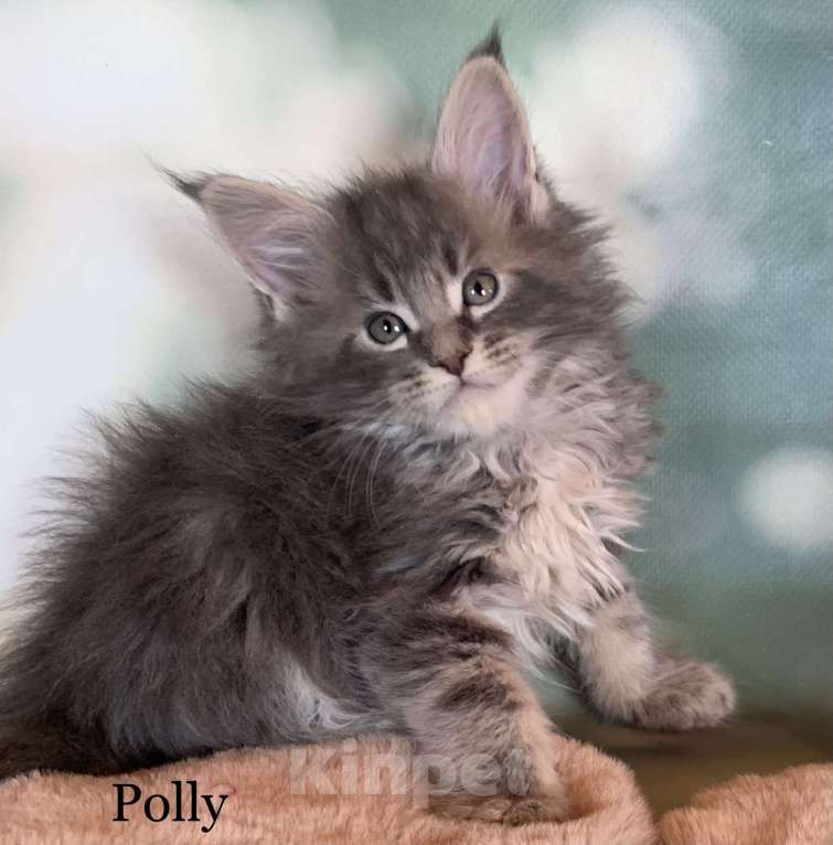 Кошки в других городах Ленинградской области: Котята мейн кун из питомника Nord-Westland Мальчик, 40 000 руб. - фото 3