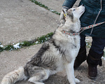Собаки в Москве: Сибиряк Бриз ищет дом и своих людей. Мальчик, Бесплатно - фото 6