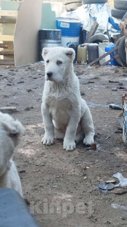 Собаки в Ликино-Дулево: Щенки алабая  Девочка, 30 000 руб. - фото 2