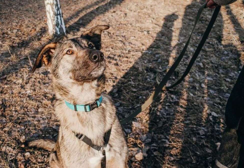 Собаки в Москве: Мёрфи Девочка, Бесплатно - фото 2