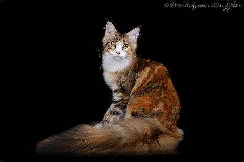 Кошечка мейн-кун