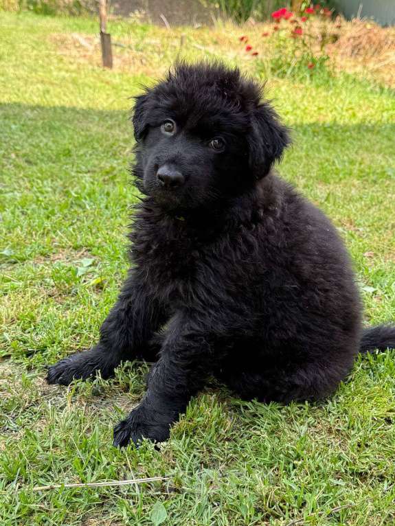 Собаки в других городах Московской области: щенок немецкой овчарки черные Мальчик, 50 000 руб. - фото 2
