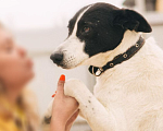 Собаки в Рязани: Бэт - стройная воспитанная собака Девочка, Бесплатно - фото 3