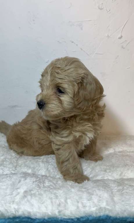 Собаки в Новосибирске: Мальтипу F1 мальчик Мальчик, 130 000 руб. - фото 2