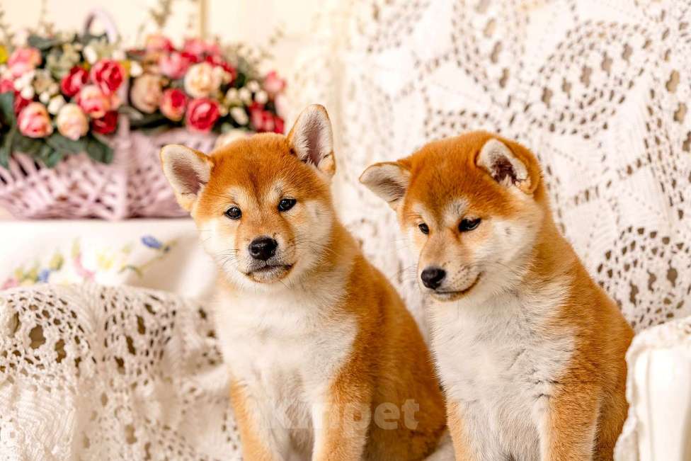 Собаки в Владимире: Девочка 2 мес сиба ину Девочка, Бесплатно - фото 3