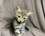 Кошки в Ульяновске: Котенок в добрые руки  Девочка, Бесплатно - фото 1