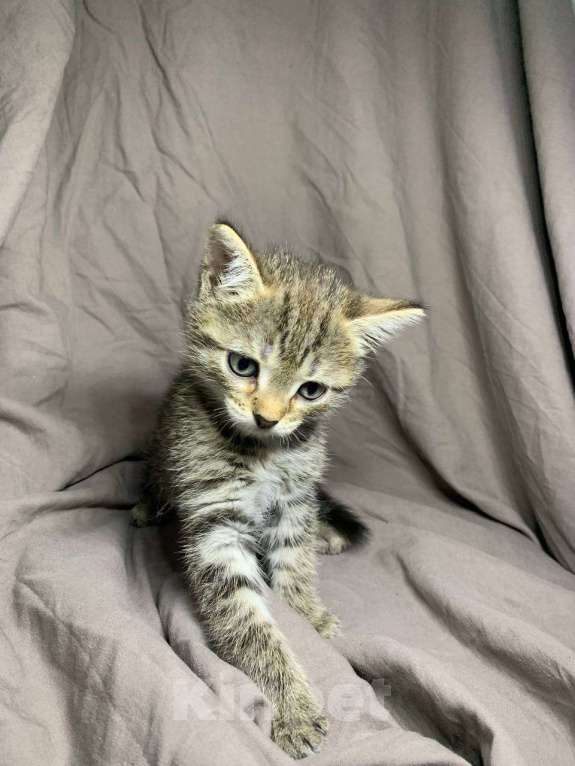 Кошки в Ульяновске: Котенок в добрые руки  Девочка, Бесплатно - фото 1
