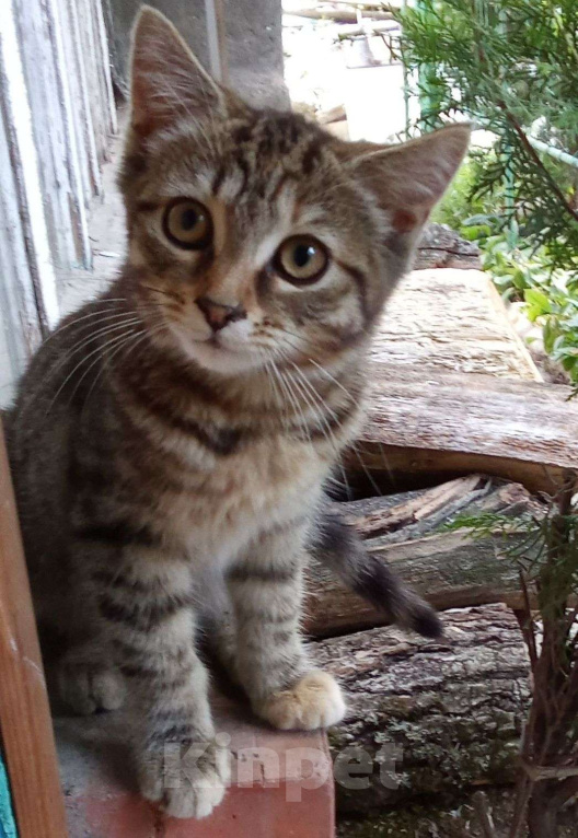 Кошки в Михайловске: Кошечка Веста 🩷 (4 месяца) - ищет дом и любимых хозяев Девочка, Бесплатно - фото 3