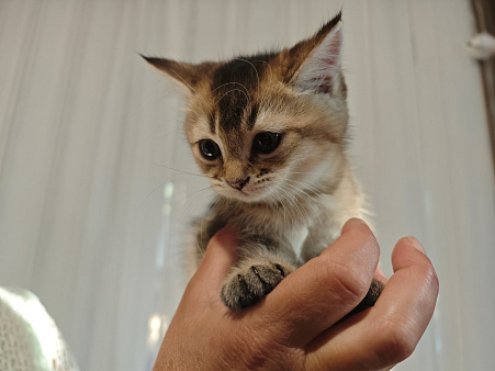 Скоттиш страйт  2 месяца мальчик