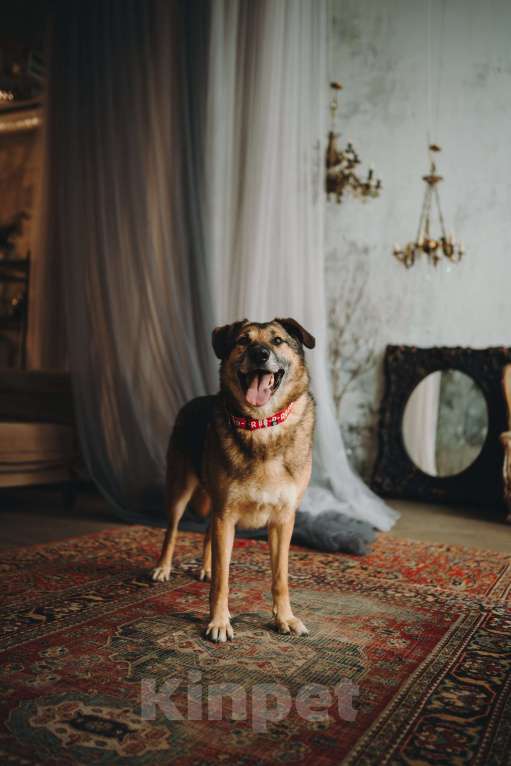 Собаки в Москве: Супер Бро ищет дом Мальчик, Бесплатно - фото 3