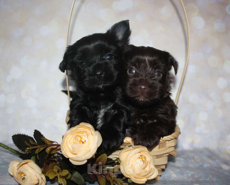 Собаки в Москве: Цветной йорк черная кукла Девочка, 70 000 руб. - фото 3