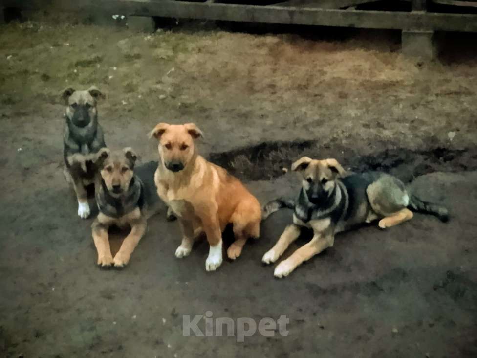 Собаки в Рузе: Щеночки, город Руза, в добрые руки, даром.Три девочки и один мальчик. Девочка, Бесплатно - фото 1