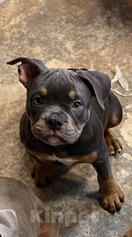 Собаки в Симферополе: Американский булли-девочка Девочка, 50 000 руб. - фото 1