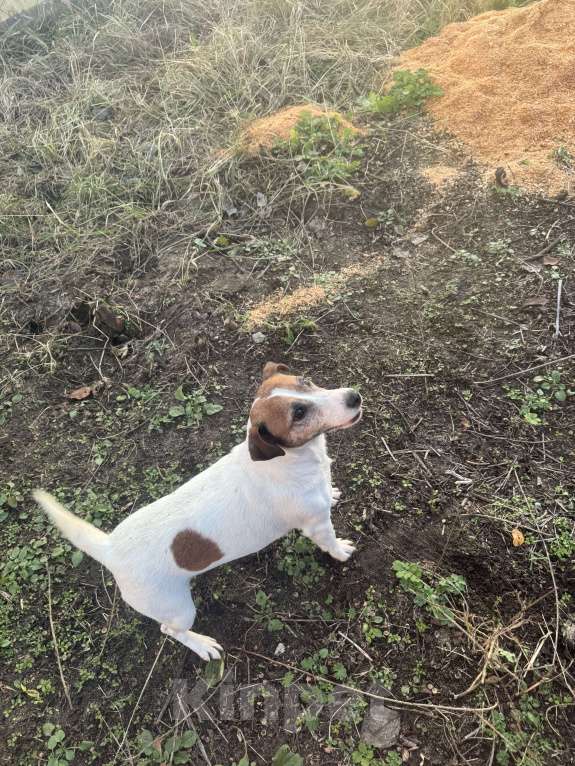 Собаки в Воронеже: Девочка Масяня Девочка, 1 000 руб. - фото 1