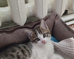 Кошки в Кургане: Отдам котят в добрые руки Мальчик, Бесплатно - фото 2