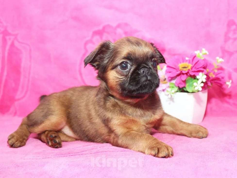 Собаки в Санкт-Петербурге: Шалунья Девочка, 80 000 руб. - фото 1
