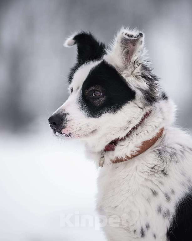 Собаки в Москве: Белая пушистая собачка Лаки в добрые руки Девочка, 1 руб. - фото 6